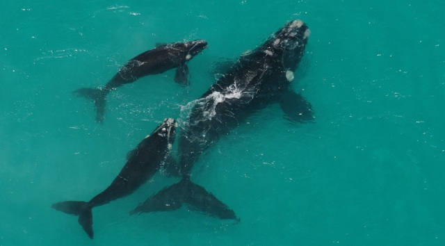 Photo - whale mom (with orphan and calf) 2 edit